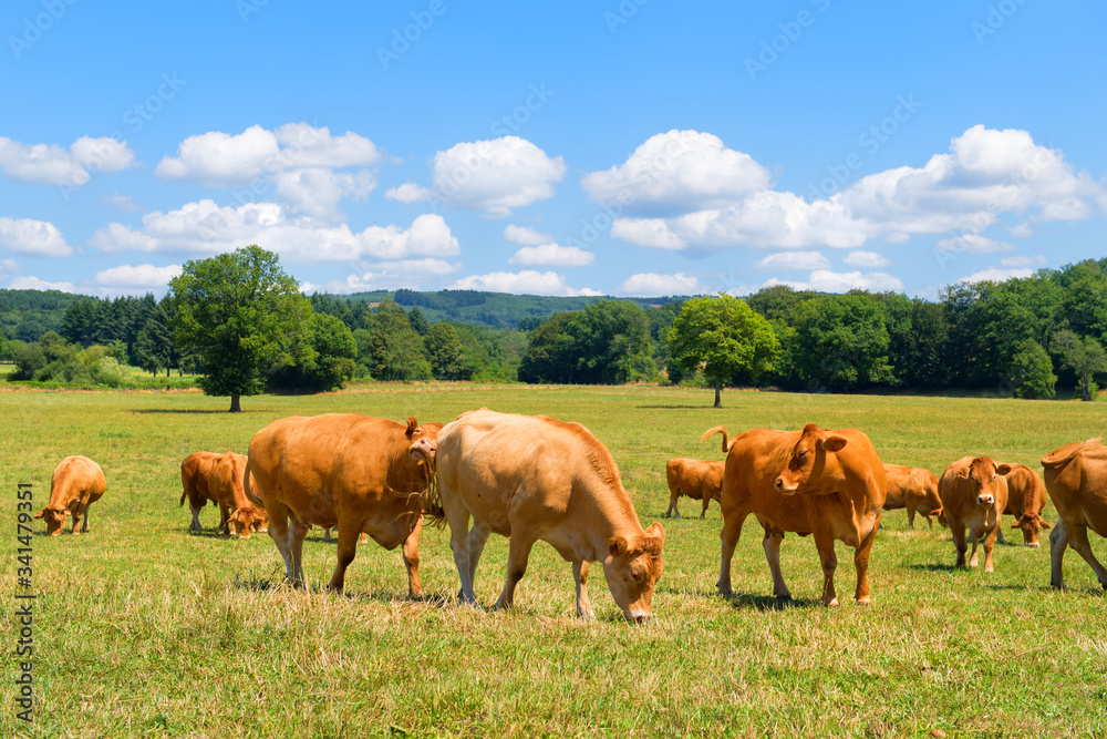 Limousine cows in France