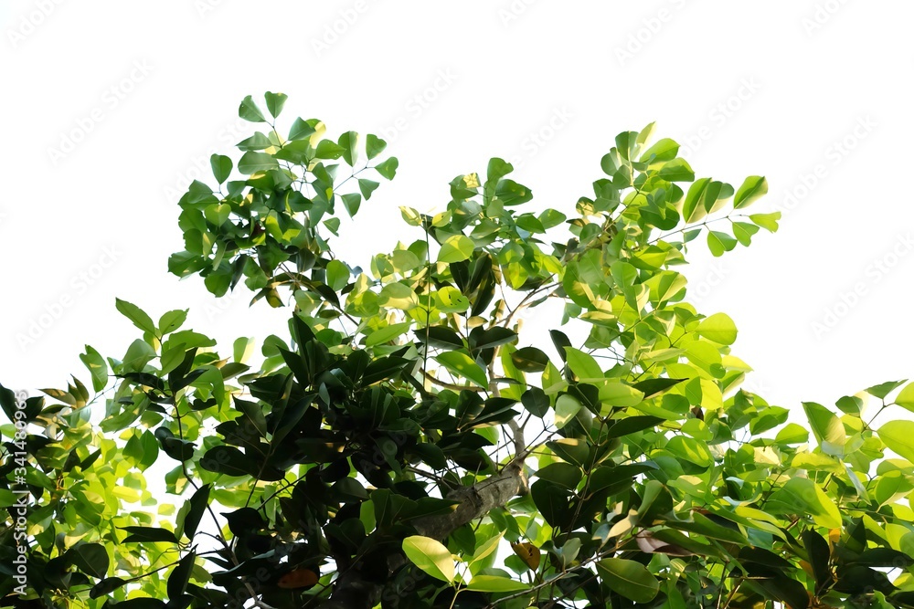 Tropical tree leaves with branches on white isolated background for green foliage backdrop Tropical tree leaves with branches on white isolated background for green foliage backdrop
