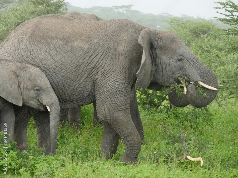 Fototapeta premium elephant trunks