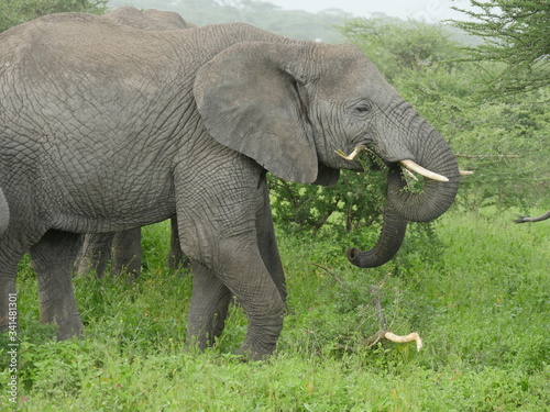 elephant trunks
