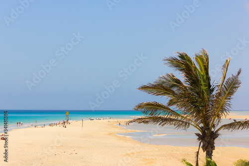 Long sandy beach with turquoise water and small lagoon on the sides and palm tree on foreground. Tourists enjoying natural landscape by the sea in Fuerteventura. Summer holidays destination concept
