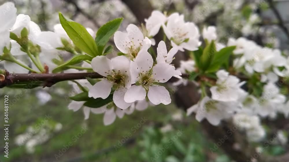 Spring Blooming Almond Tree Flowers. Beautiful sunlit orchard. Cinematic seasonof blossom footage. Spring Blooming Almond Tree Flowers. Beautiful sunlit orchard. Cinematic seasonof blossom footage.