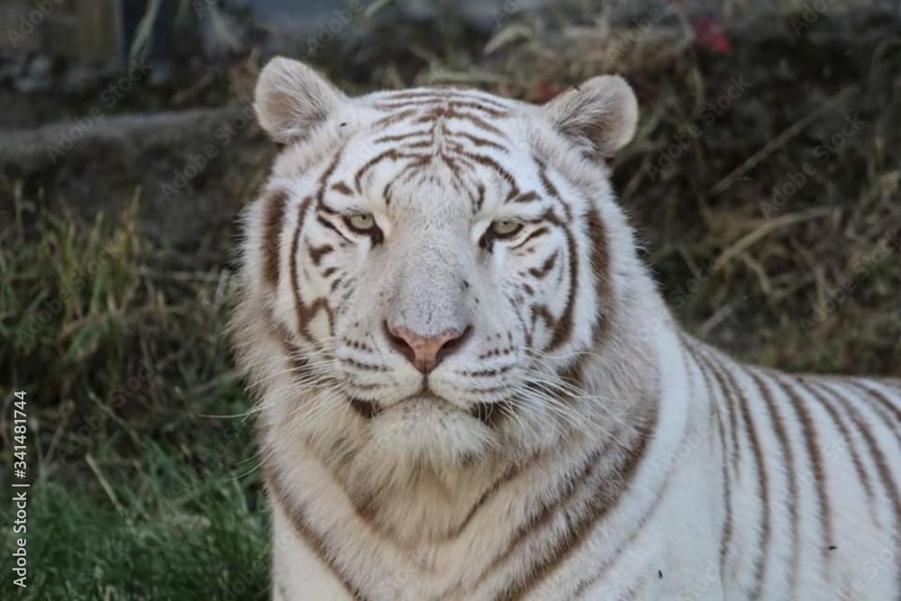 Fototapeta premium portrait tigre blanc