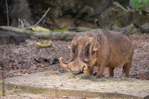 warthog in the wild