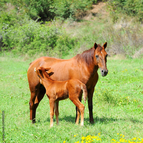 The foal and its mother graze on a green lawn in Sunny weather.