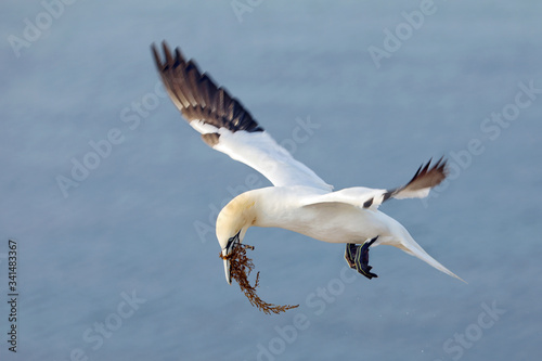 The northern gannet  Morus bassanus   seabird  coast of Helgoland island  Germany