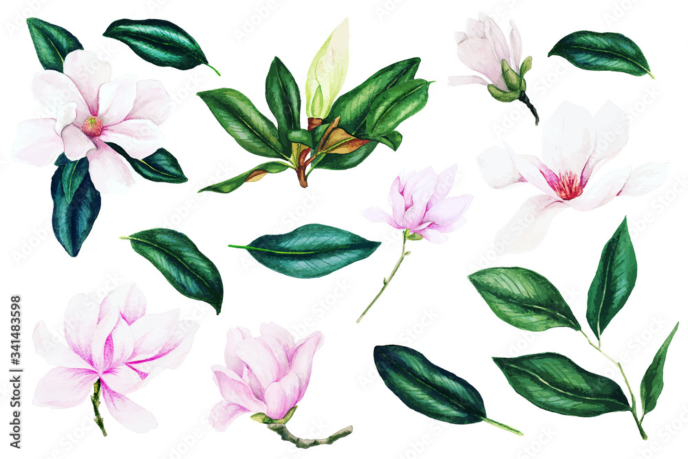 Light pink magnolia flowers and leaves, watercolor collection