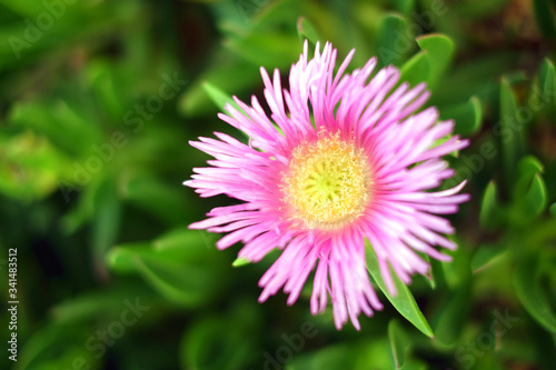Pink flower with yellow center, blurred light green succulent like leaves in background (Delosperma). ...
