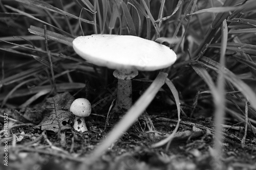 mushrooms in the grass