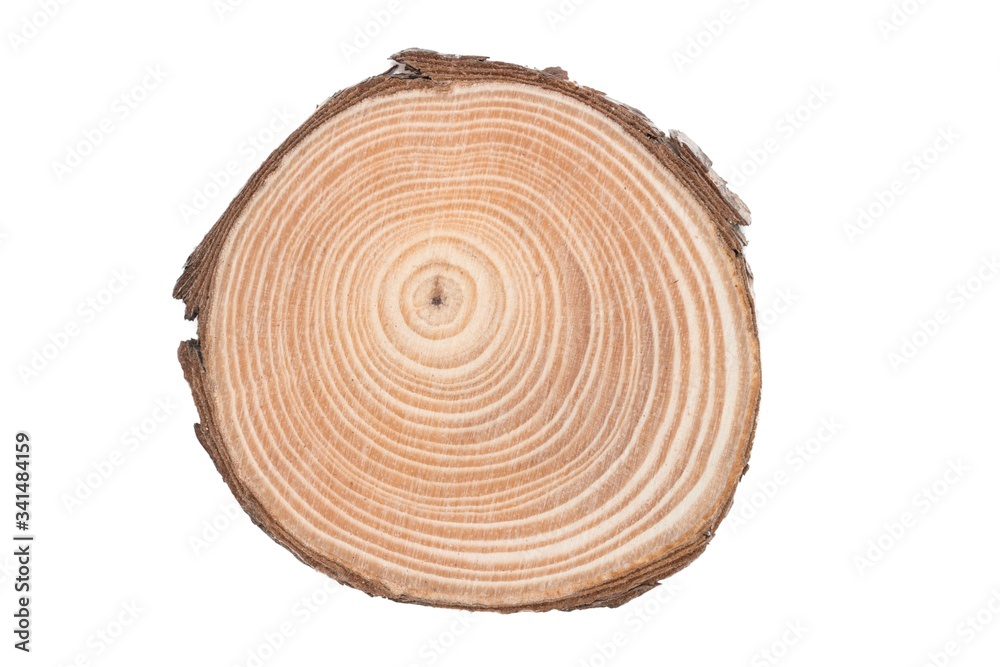 Wooden tree cut surface isolated on white Wooden tree cut surface isolated on white