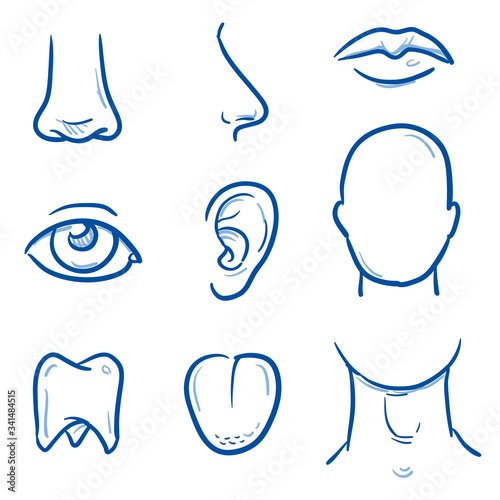 Set of different human parts of the head, for medical info graphics. Hand drawn line art cartoon vector illustration.