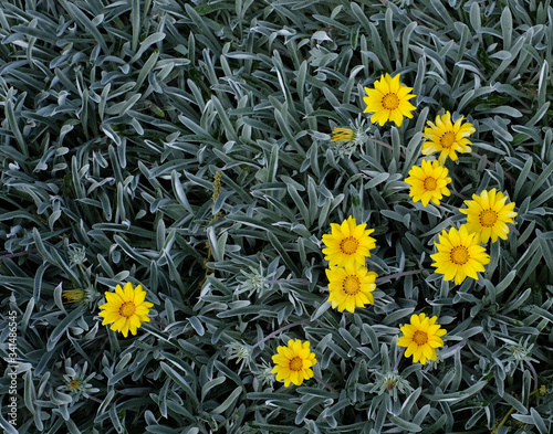 Bright yellow flowers with silver leaves, top view, empty space for text. photo