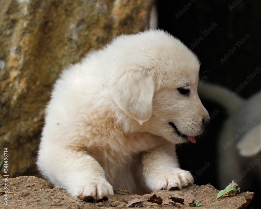 A Cute White Great Peregrines Puppy In A Pasture In South Central Oklahoma A Cute White Great Peregrines Puppy In A Pasture In South Central Oklahoma