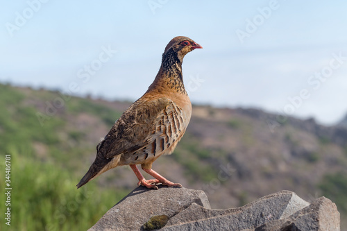 Canvastavla The rock partridge (Alectoris graeca) birds a bird on a hiking trail in the moun
