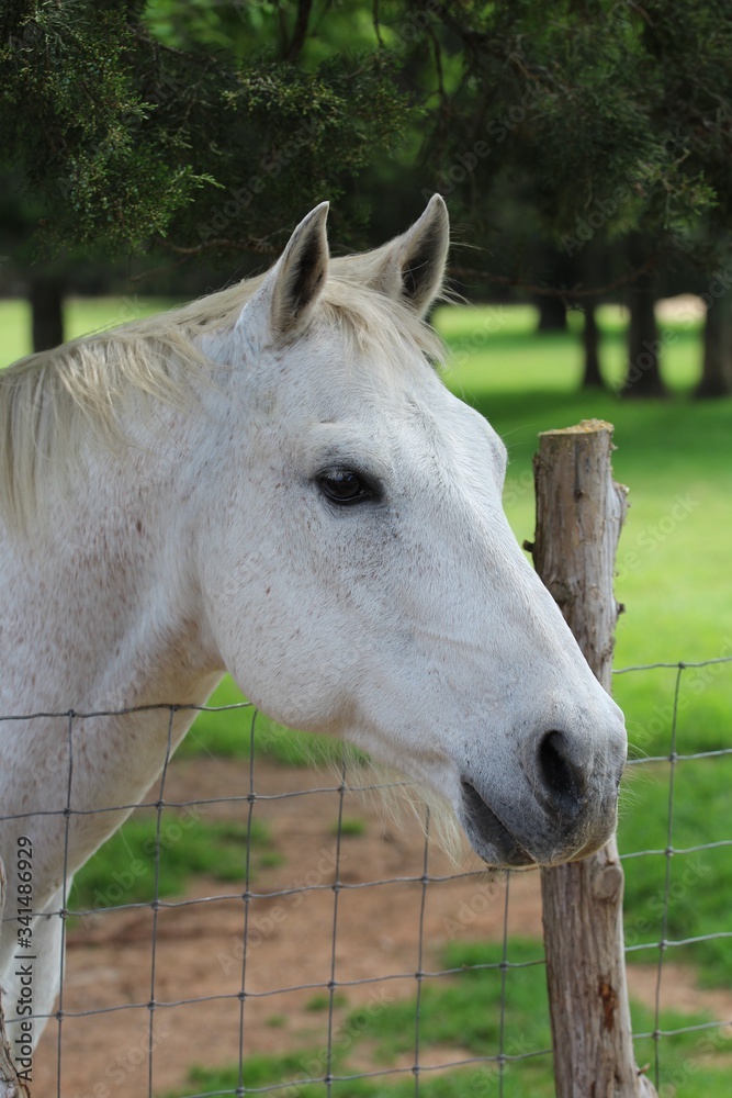 Fototapeta premium Zbliżenie pięknego konia na pastwisku w południowo-środkowej stanie Oklahoma