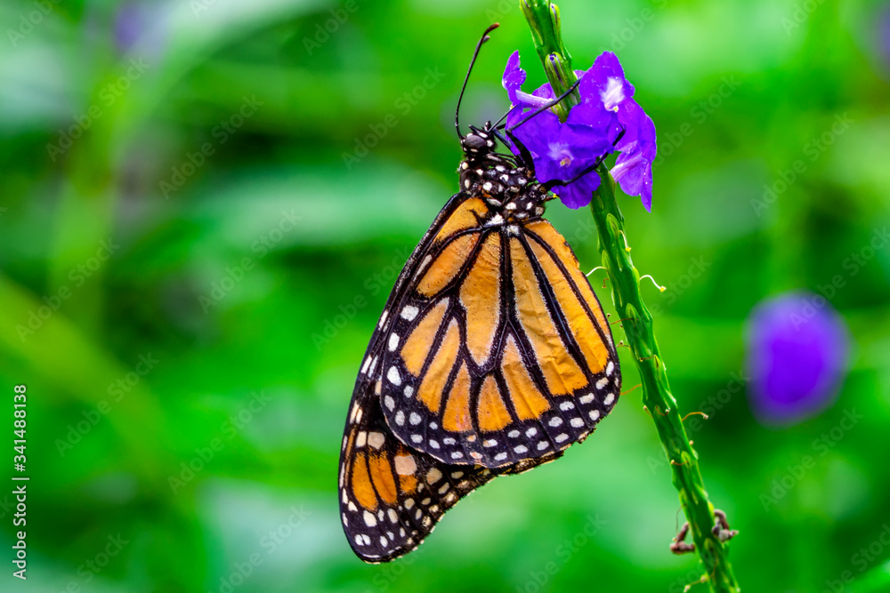 Obraz premium Closeup beautiful butterfly in a summer garden