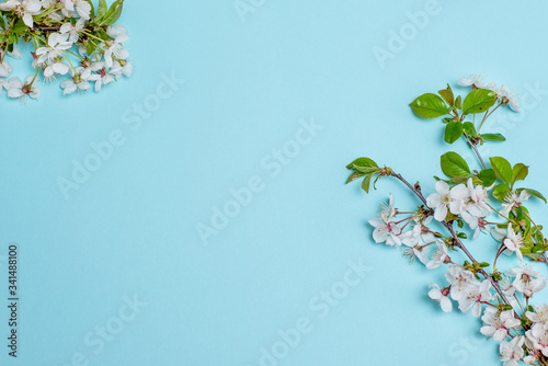 White flowers on a blue background for inscriptions  advertising  place for signature  branches of a blossoming cherry  apricots  covered plan  