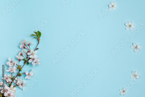 White flowers on a blue background for inscriptions, advertising, place for signature, branches of a blossoming cherry, apricots, covered plan