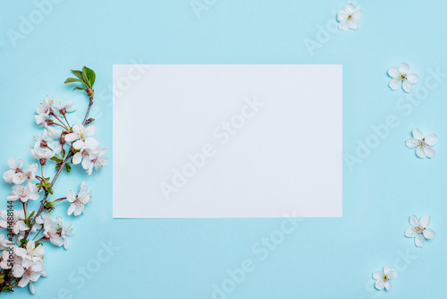 White flowers on a blue background for inscriptions, advertising, place for signature, branches of a blossoming cherry, apricots, covered plan

