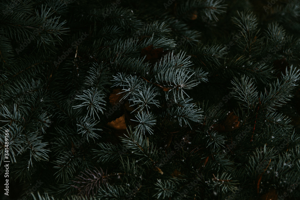 new year tree new year tree