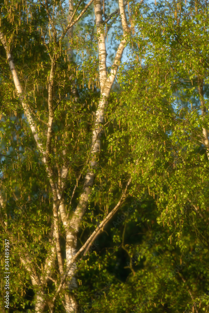 Fototapeta premium Fresh leaves of birch trees in early spring.
