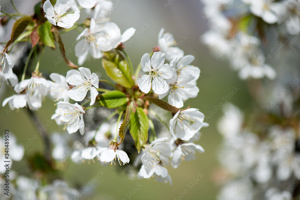Cherry branch. Blooming white flowers. Cherry Blossoms.
