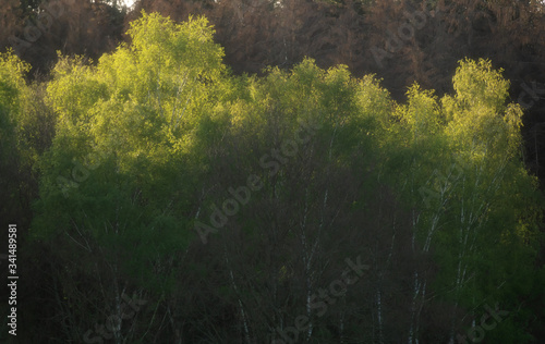 Birch trees with fresh leaves in spring sunlight.