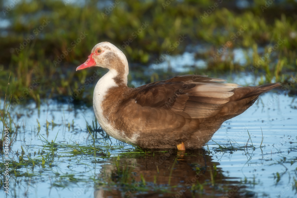 Muscovy duck in marshland during sunrise in spring.