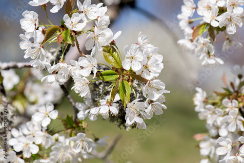 Cherry branch. Blooming white flowers. Cherry Blossoms. 