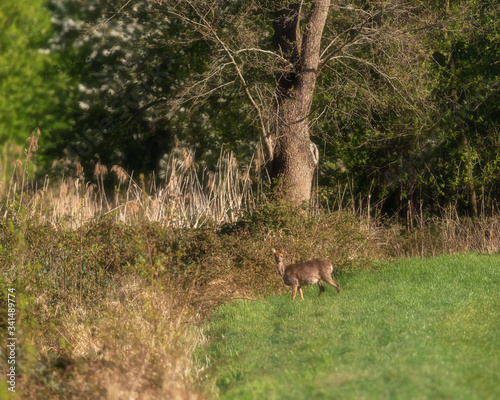 Roe deer in morning sunlight in meadow near bushes.