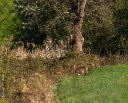 Roe deer in morning sunlight in meadow near bushes. © ysbrandcosijn