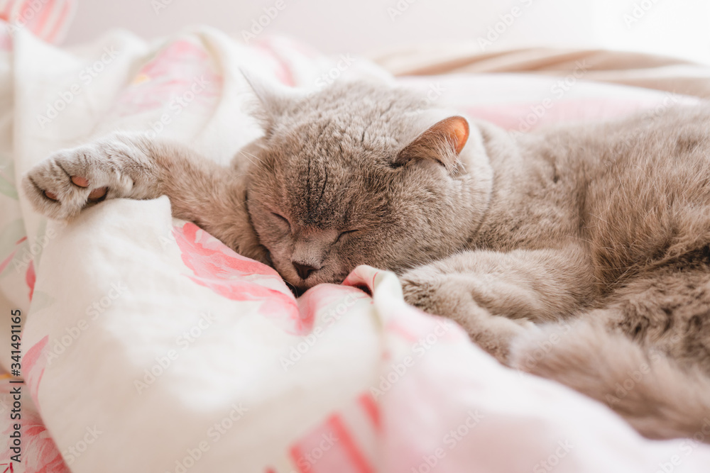 Obraz premium The gray cat sleeps on the couch.