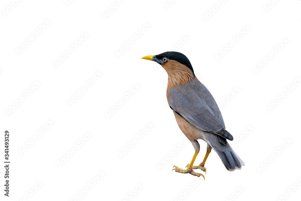 A Brahminy Starling bird on a white background. A Brahminy Starling bird on a white background.