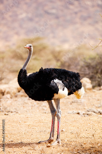 Somali ostrich photo