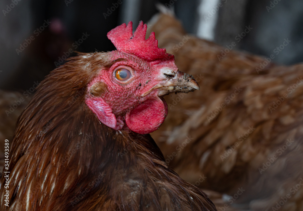 Homemade chicken close-up. Spotted chicken on the farm, poultry and in the household concept. Chicken in the chicken coop. Homemade chicken close-up. Spotted chicken on the farm, poultry and in the household concept. Chicken in the chicken coop.