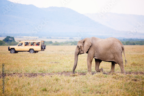Elephant in safari park