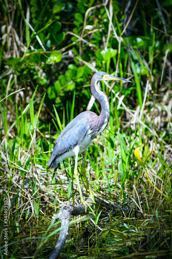 Tricolored heron Tricolored heron