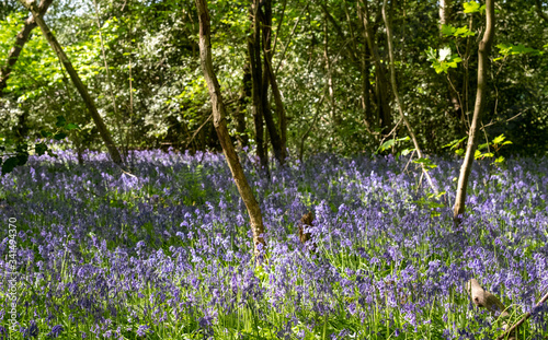 Fototapeta Naklejka Na Ścianę i Meble -  Carpet of bluebells growing in the wild on the forest floor in Whippendell Woods, Watford, Hertfordshire UK. 