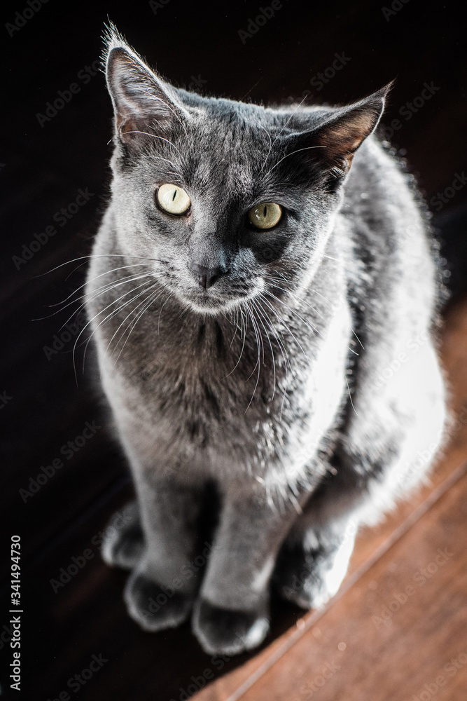 a gray cat pet with yellow eyes begging for its owner for a treat