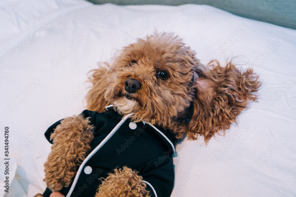 Bichon poodle mix pet dog wearing black pajamas and laying in bed being lazy and comfortable 