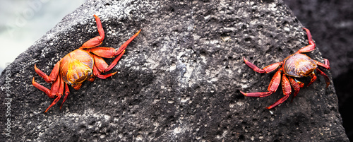 sally lightfoot on rock, crab, Isabela, Galapagos, pacific, ocean, rock, sally lightfoot