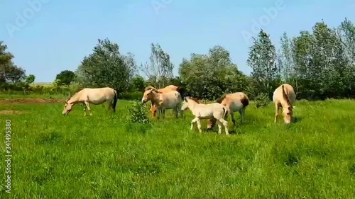 Wild Przewalski's horses in Hortobagyi National Park in Hungary. photo