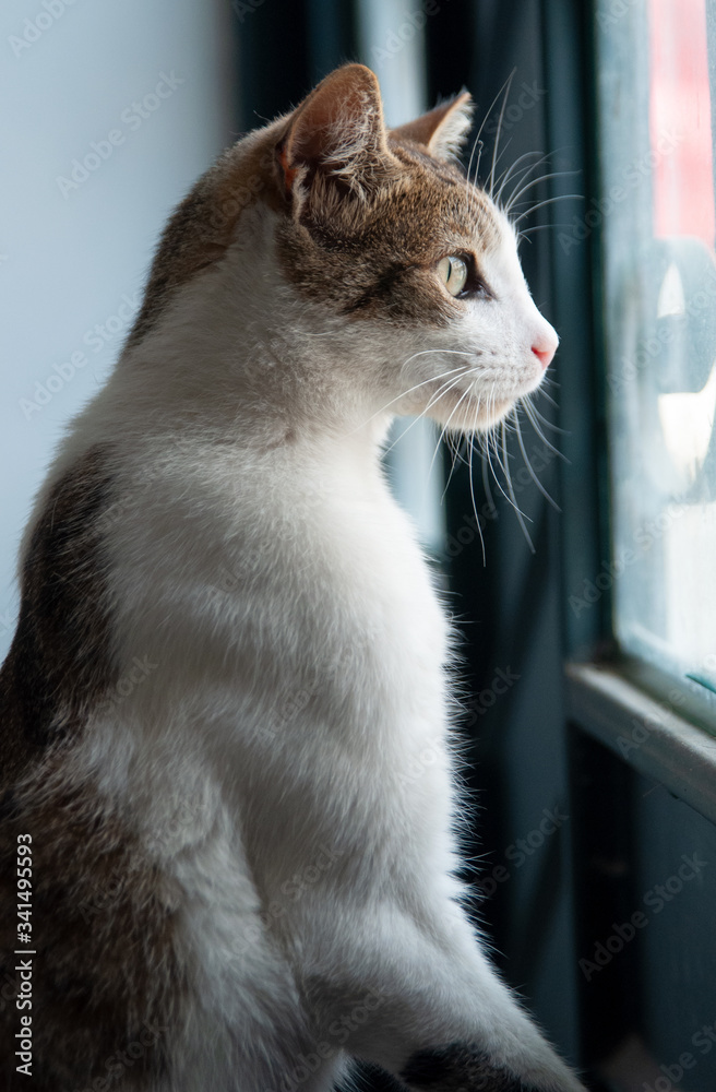 gatos peludos tiernos en la ventana, terraza mirando