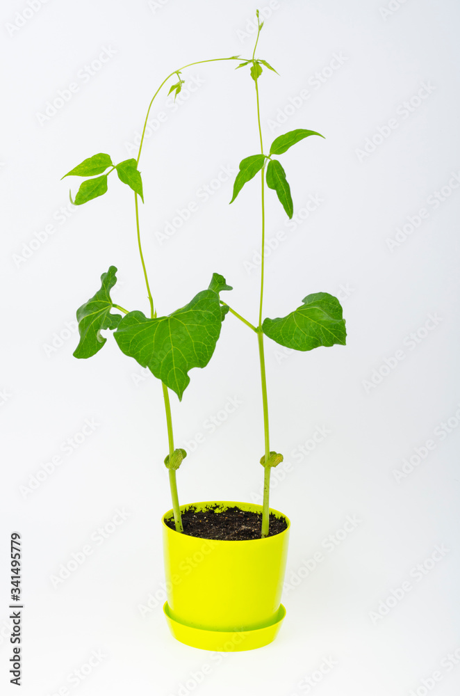 Young green bean sprouts in pot. Studio Photo Young green bean sprouts in pot. Studio Photo
