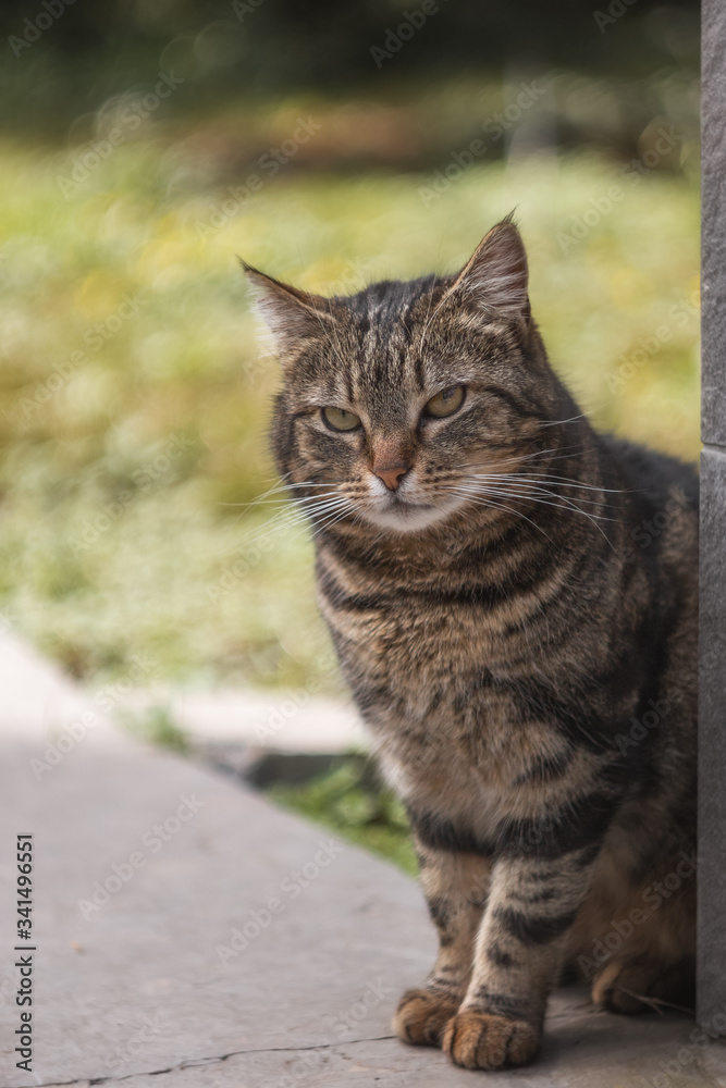 Portrait of a gray tabby cat. Pratty grey cat in its natural habitat, walking on a Sunny spring day.