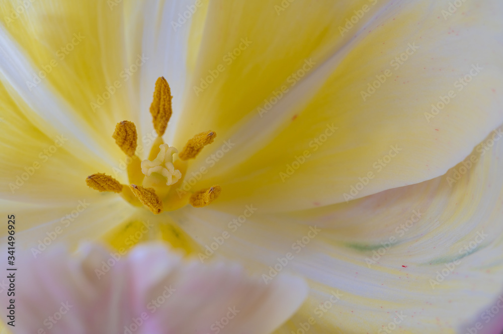 Tulpe Tulpe
