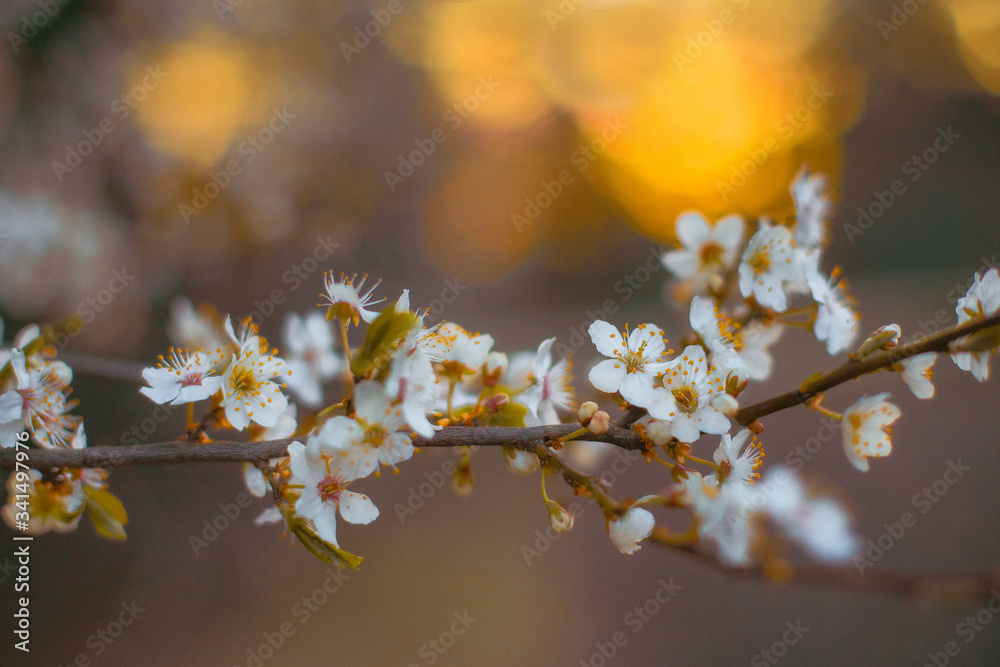 Blooming Tree in Spring. Blooming Buds and Flowers on a Tree Branch. Blooming Tree in Spring. Blooming Buds and Flowers on a Tree Branch.