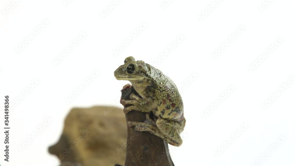 Frog sitting on a stone on wooden snag in white background Frog sitting on a stone on wooden snag in white background