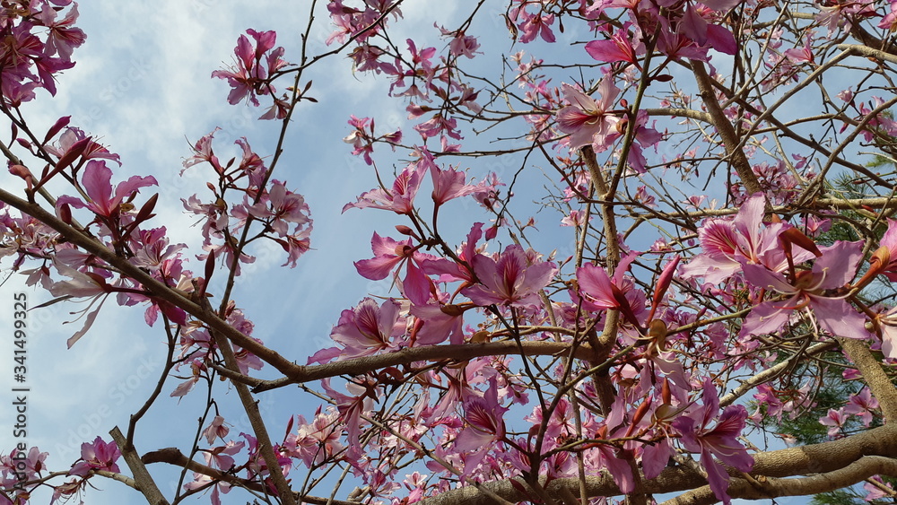 blooming branches of large pink flowers against a blue sky blooming branches of large pink flowers against a blue sky