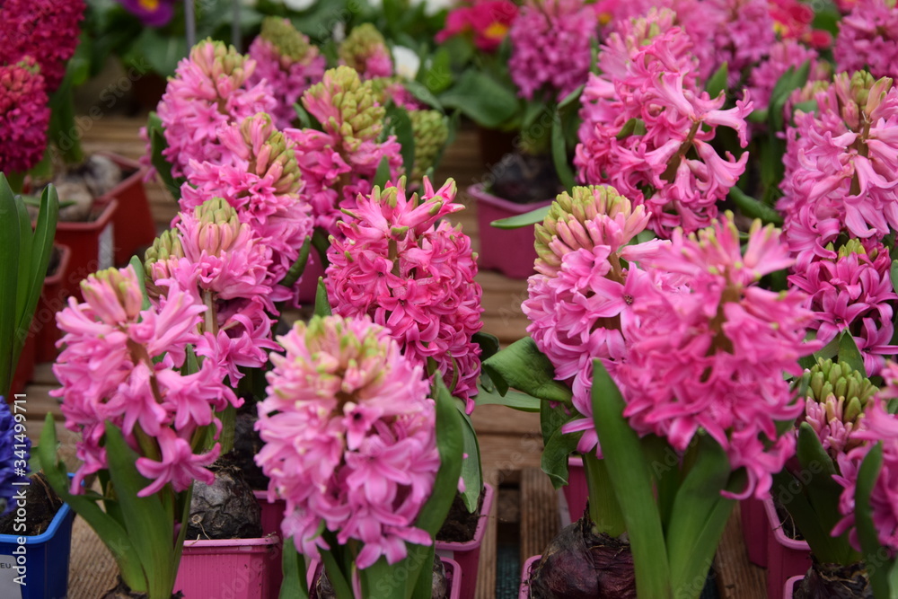 pink flowers in a garden - Hyacinth Plant 